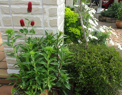 IMG_2437ss.jpg