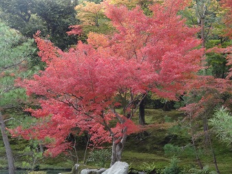紅葉３.jpg