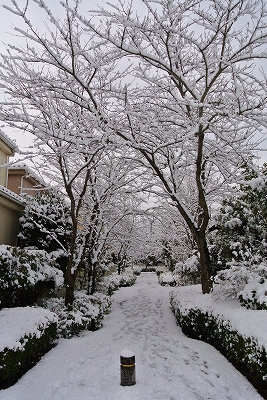 大雪