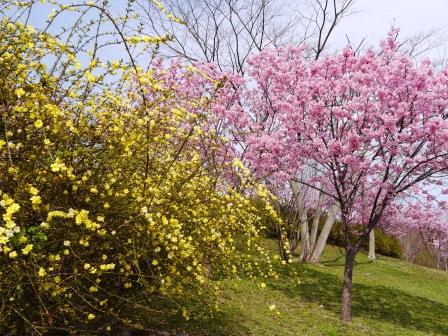 P1060670（桜３）.jpg