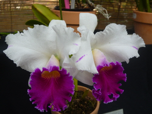 P1140076(1).JPG