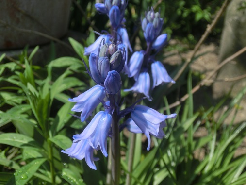 ツリガネスイセン