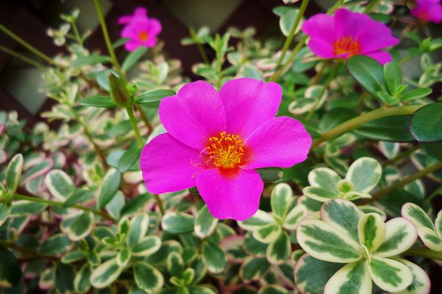 ポーチュラカ Purslane 和名 ハナスベリヒユ 花滑ひゆ スベリヒユ科スベリヒユ属 なんでもあり工房 のブログ 楽天ブログ