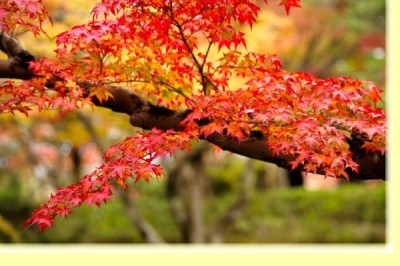 紅葉の秋　行ってみたい景色・・・　元町エクセル宝飾　チャーミングセール有難う