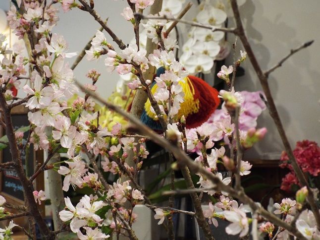 春の花 多肉と短歌 俳句 ミス ポター第7章15 老いてこそ勉強 楽天ブログ