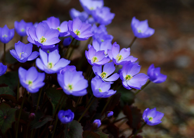 7ページ目の 花 山野草 フォト安次郎 安らぎの風景 楽天ブログ