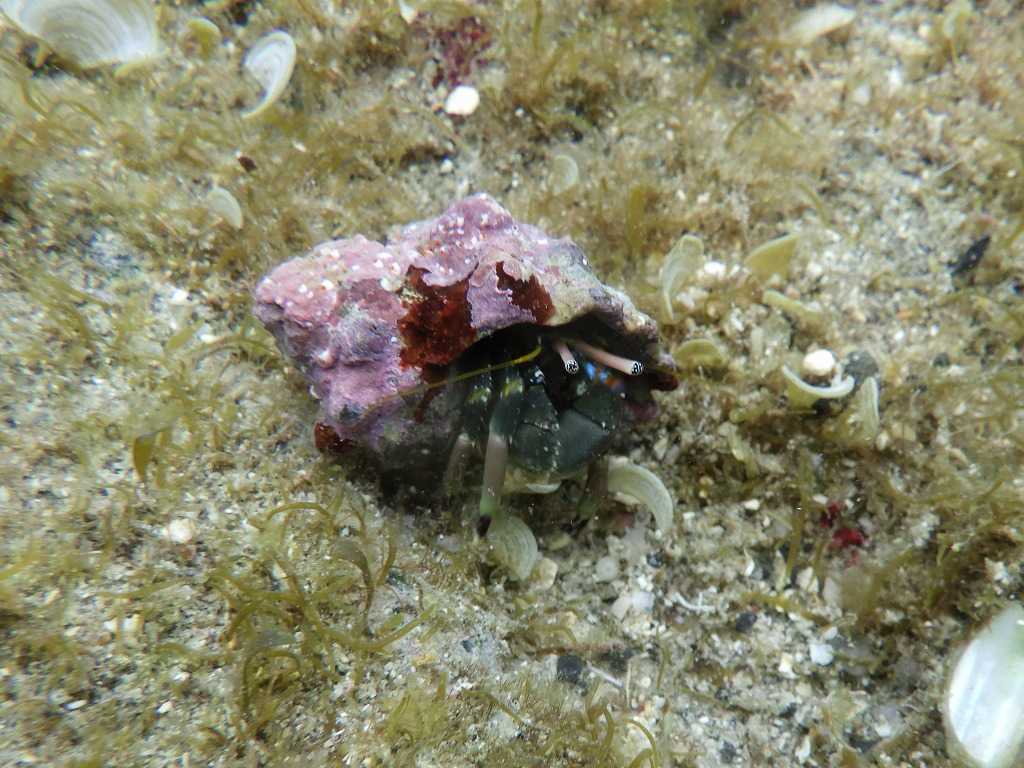 串本磯採集2023年7月上旬46　ツマジロサンゴヤドカリ（Calcinus latens）