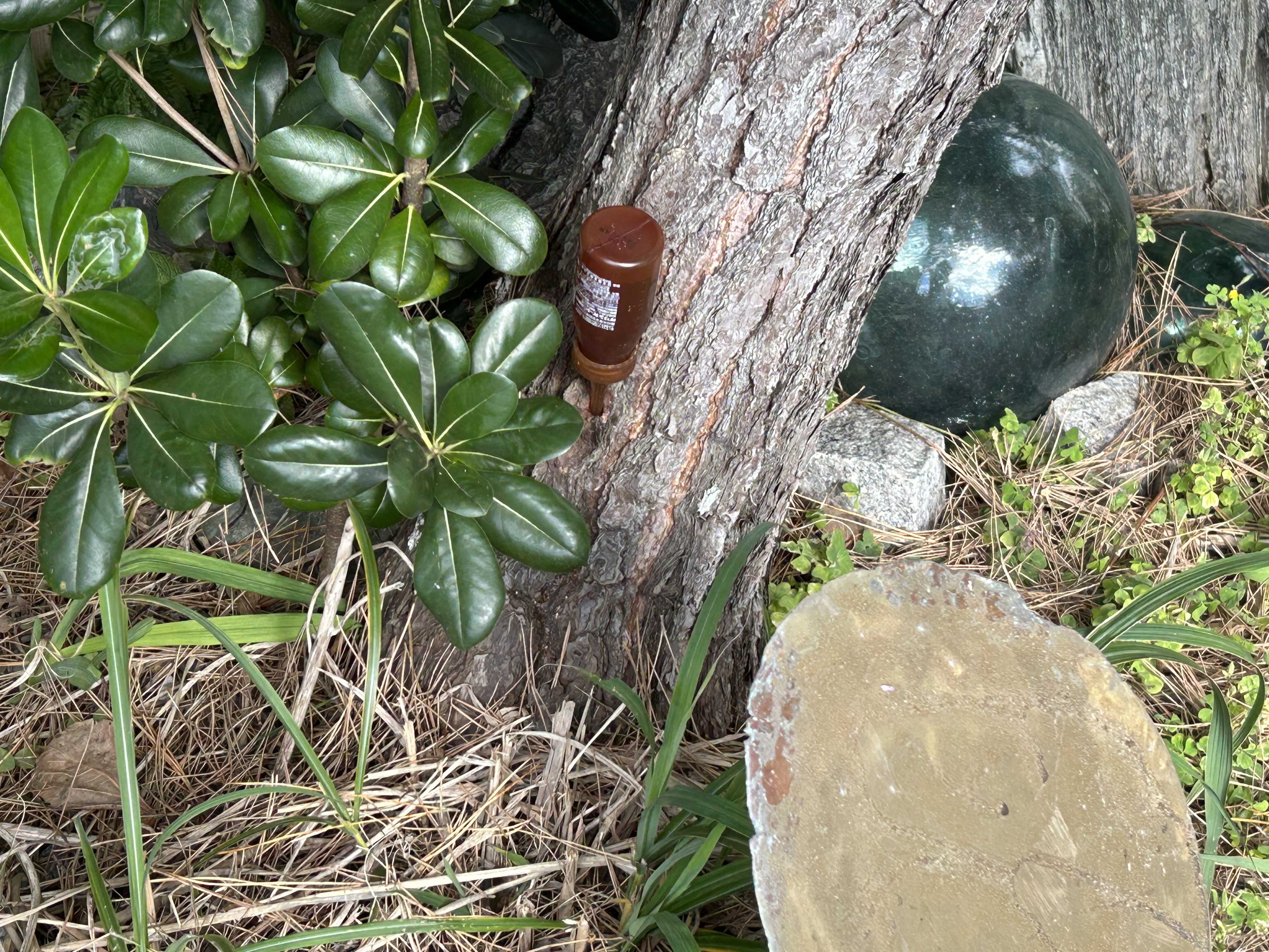 民宿灯台 五浦岬公園 松枯れ病対策 | 民宿灯台 五浦岬公園 - 楽天ブログ