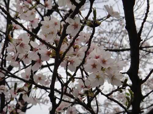 さくら道国際ネイチャーラン10