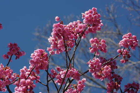 荏原神社の寒緋桜