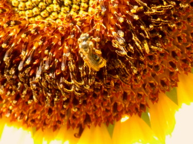 向日葵とミツバチ　7.27　2015