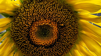 向日葵　7.22　2016　ｐ