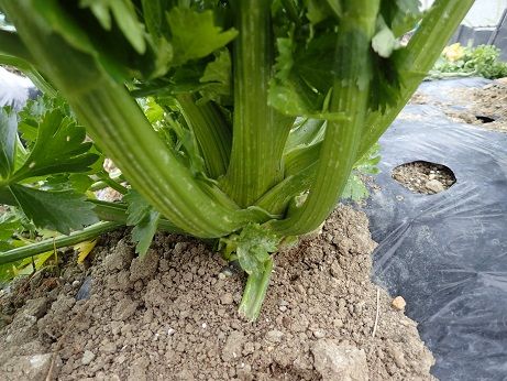 セロリ収穫とニンジン間引き 週末菜園 1月下旬 暇人主婦の家庭菜園 楽天ブログ