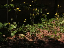 Photo_3