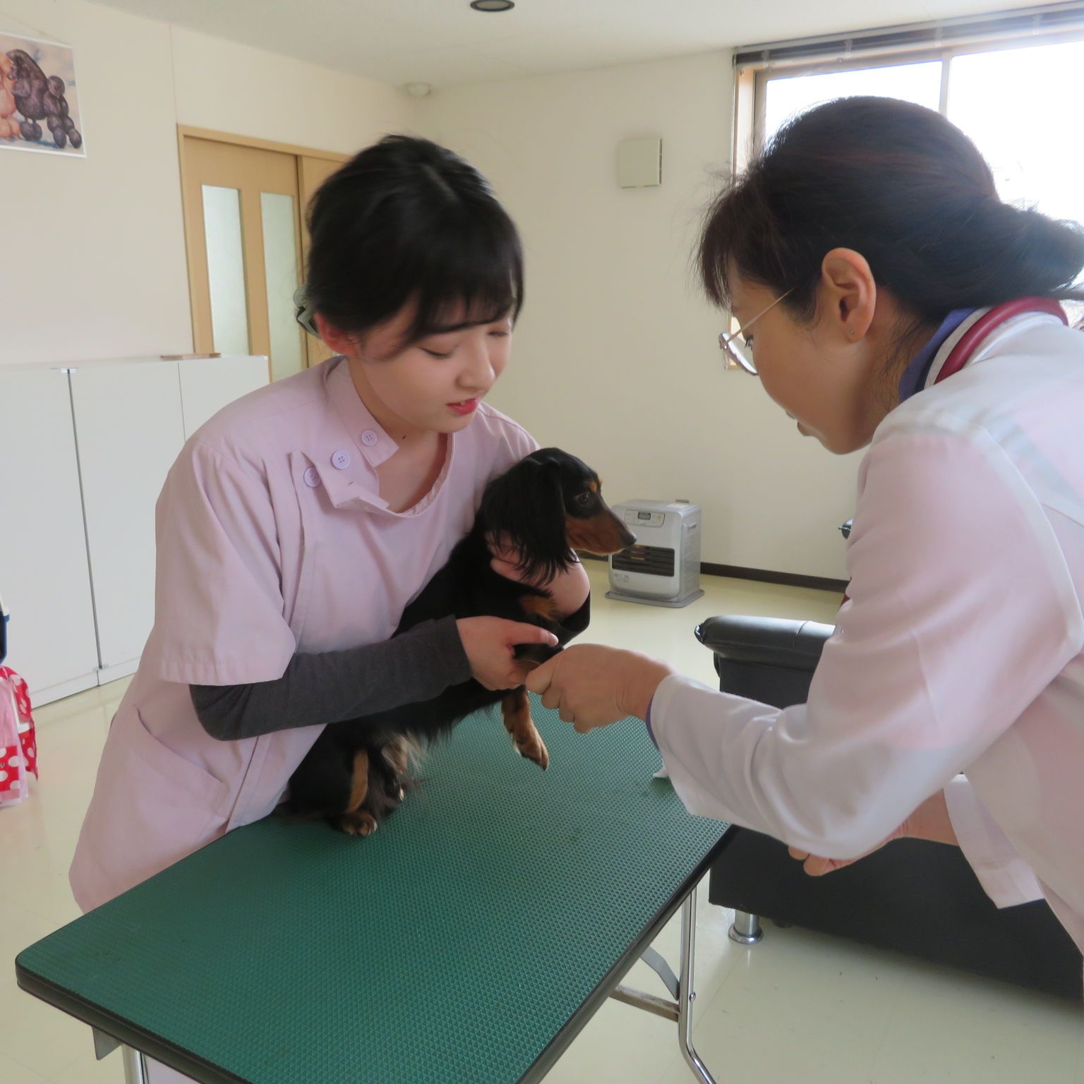 動物看護学 保定の実技試験を実施いたしました 青森愛犬美容専門学院 楽天ブログ