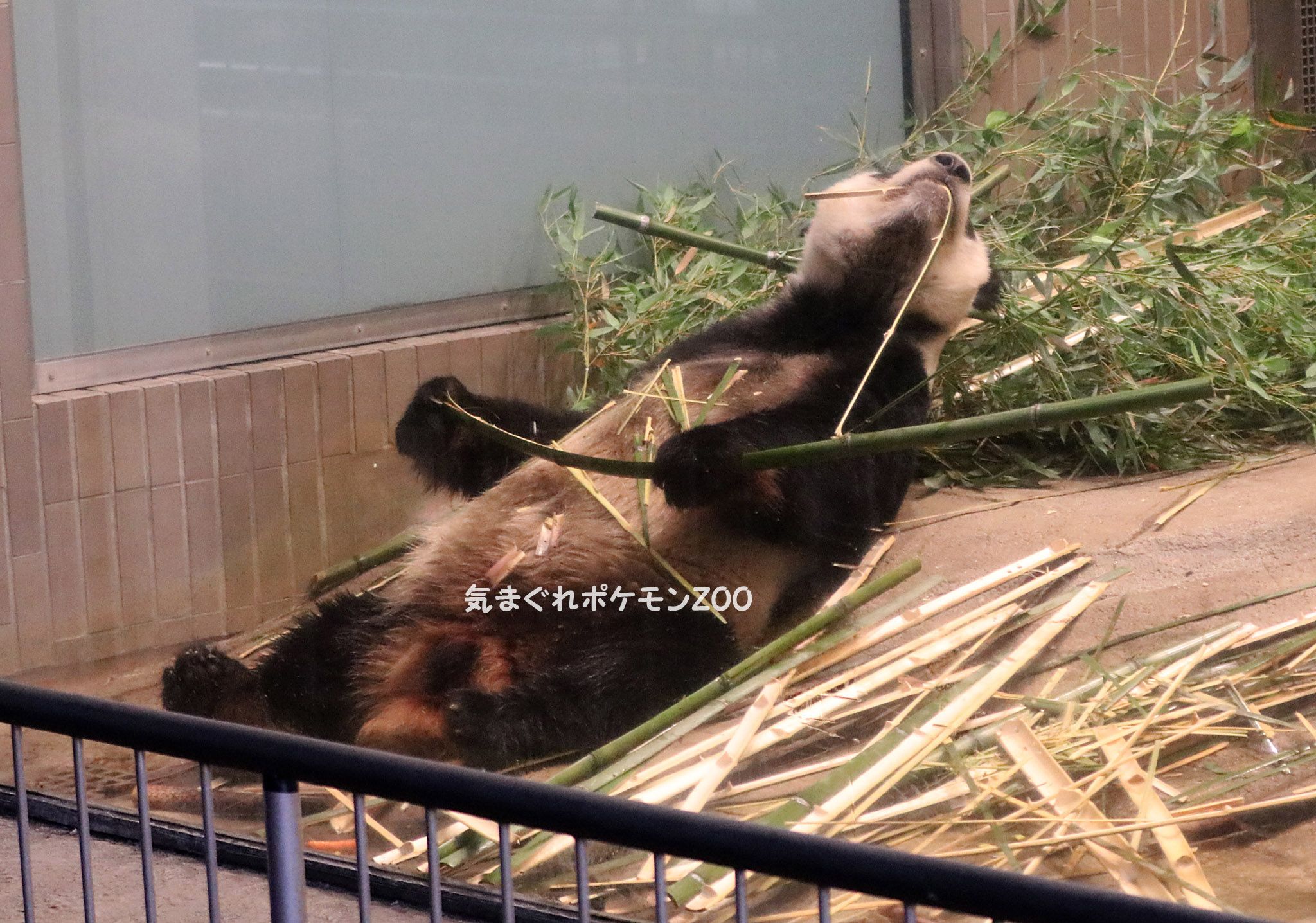 ポケモンgo 動物園 気まぐれポケモンzoo 楽天ブログ