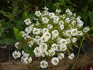 P1280090ss.jpg