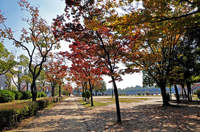 紅葉２