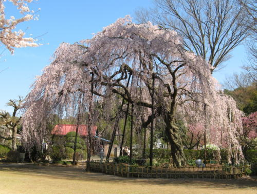 清瀧院のしだれ桜
