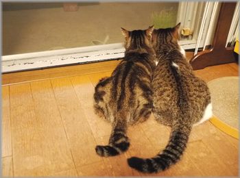 仲良さそうに見える２匹