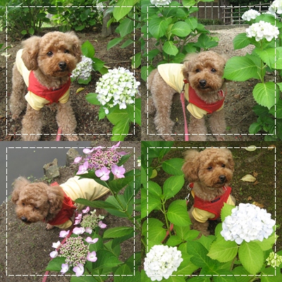 こころ4枚