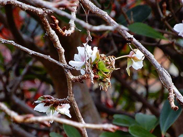 枝垂れ山桜2