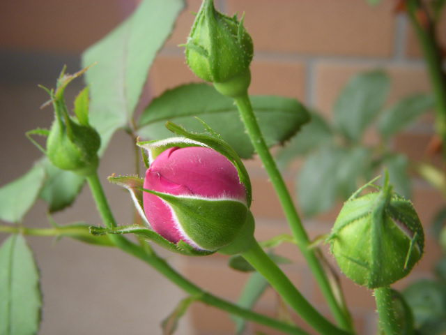 SSCN5649.JPG