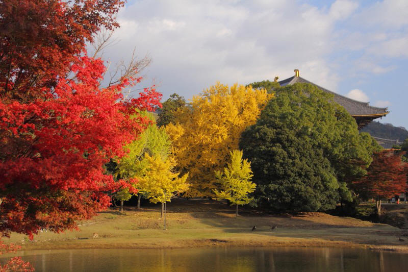 奈良公園・大仏池_004_1.jpg