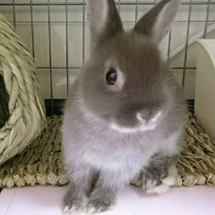 むかしのおもち うさぎのおもちと暮らす日々 楽天ブログ