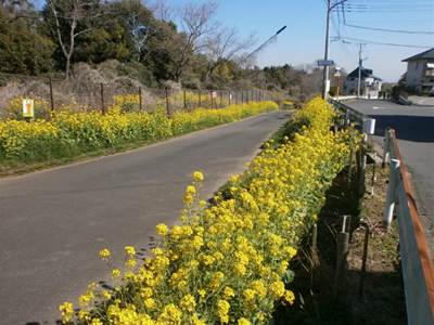 20160317180508菜の花２.jpg