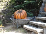 カボチャ.JPG
