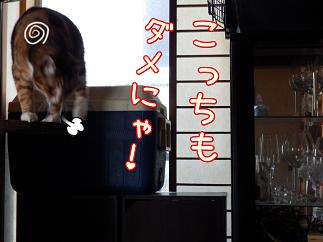 福ダメ.JPG