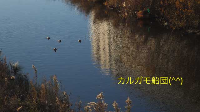 カルガモ船団.jpg