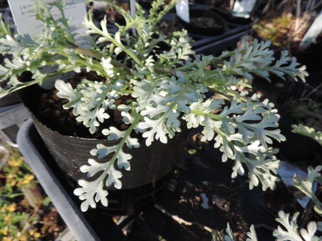 ネモフィラ プラチナスカイ 田舎の花屋日記 楽天ブログ