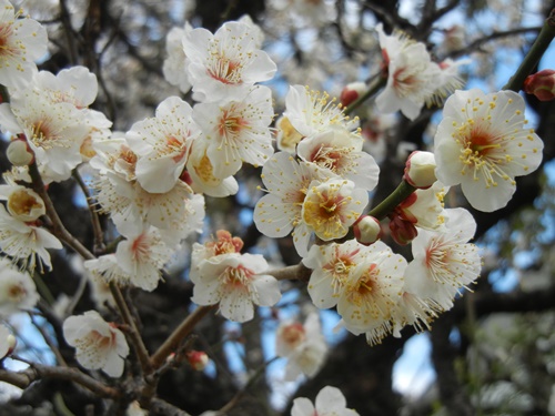 ご近所の梅の花