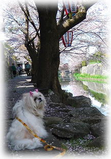 八幡堀の桜さん