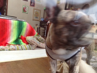 愛犬 (5).JPG