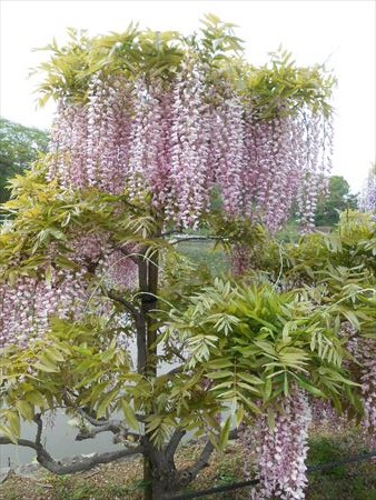 蓮華寺池公園　藤の花