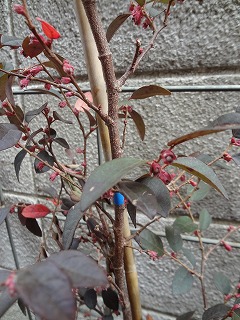 DSC04737.jpg