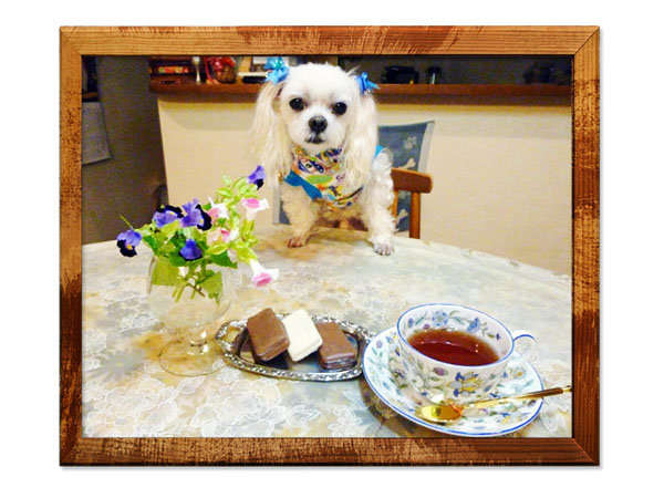 チョコレート菓子とシルキー