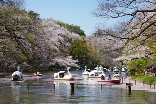 井の頭恩賜公園にて