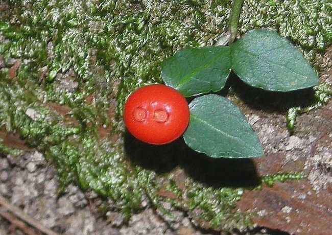 ツルアリドオシ