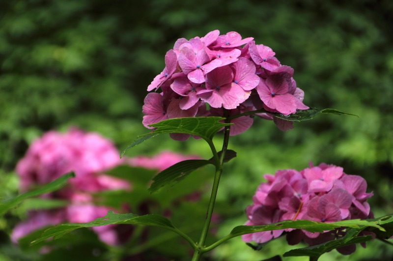 中千本公園の紫陽花_03.jpg