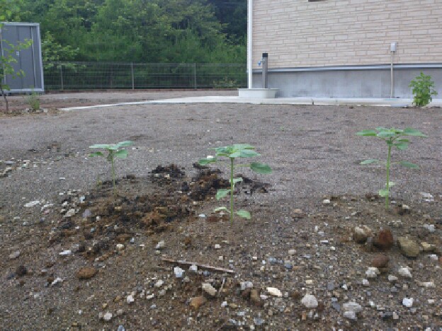 resizeman_20120705222938.jpg
