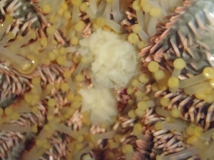 オニヒトデ（Acanthaster planci）10