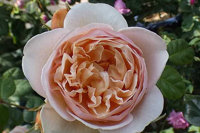 バラで小さな庭づくり バラの花後剪定 アンジェラ クリスティアーナ 少なくなった開花 二番花の蕾