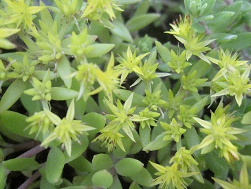 IMG_8737.JPG