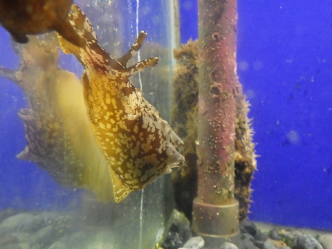 串本海中公園2017年4月中旬18　アマクサアメフラシ（Aplysia juliana）