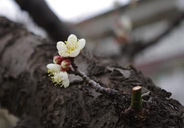 2013ume3.JPG