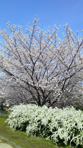 桜2